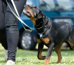 Rottweiler obedience-waling training
