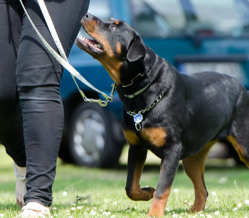 Rottweiler obedience-waling training 