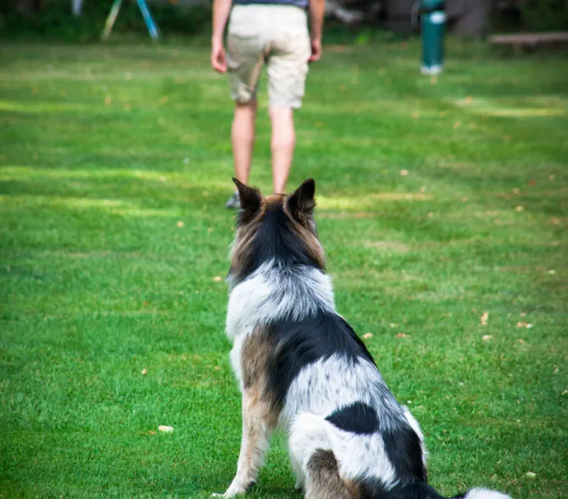 training a dog to sit and stay